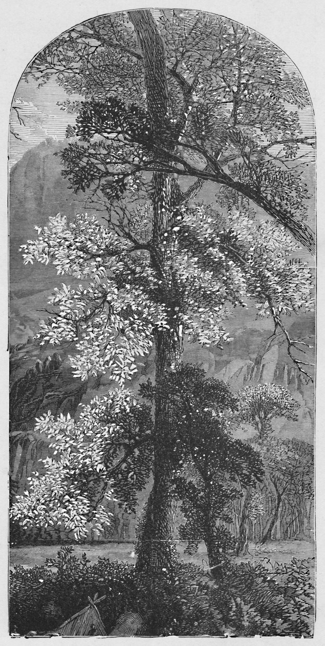 大树，1883年 作者 不明