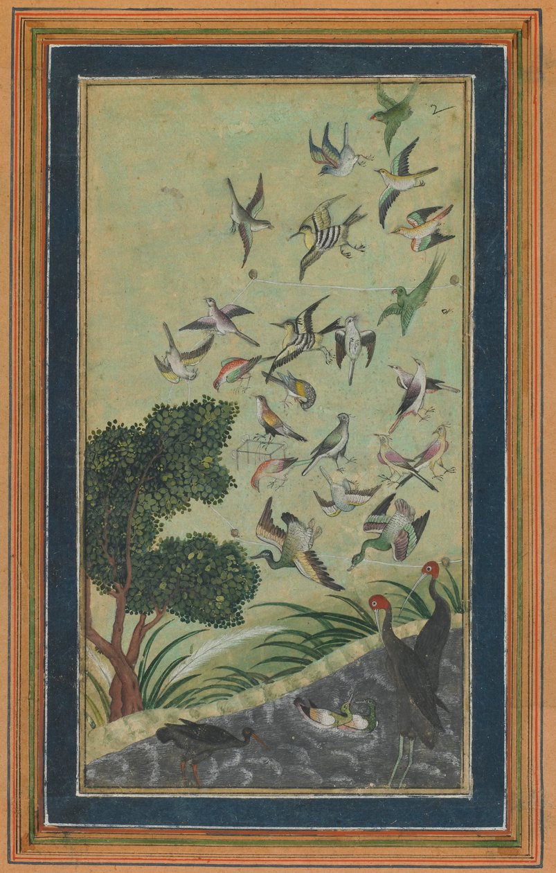 巴兰的鸟类，可能来自16世纪末的Babur-nama。 作者 不明