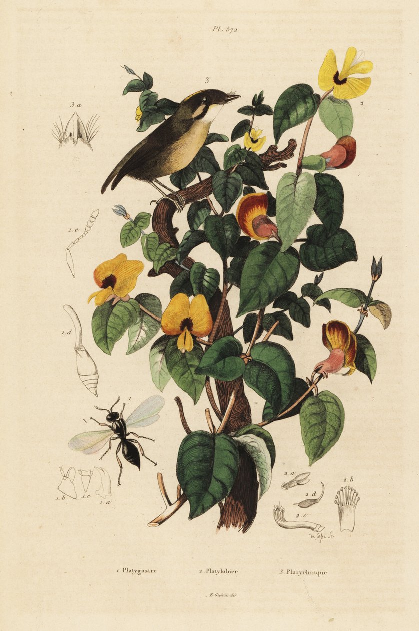 Black-cheeked gnateater, Conopophaga melanops, handsome sweetpea, Platylobium formosum, and Inostemma boscii wasp 作者 不明