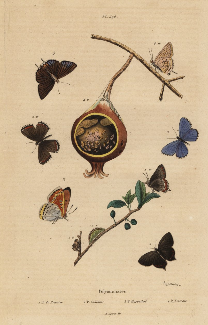 黑发纹蝴蝶，Satyrium pruni 1，普通蓝蝴蝶，Polyommatus icarus 2，紫边铜，Lycaena hippothoe 3，和普通番石榴蓝，Virachola isocrates 4。Polyommates du prunier，calliopsis，hyppothee，isocrate 作者 不明