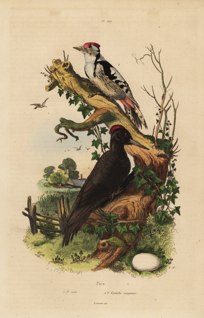 Black woodpecker, Dryocopus martius, and great spotted woodpecker, Dendrocopos major 作者 不明