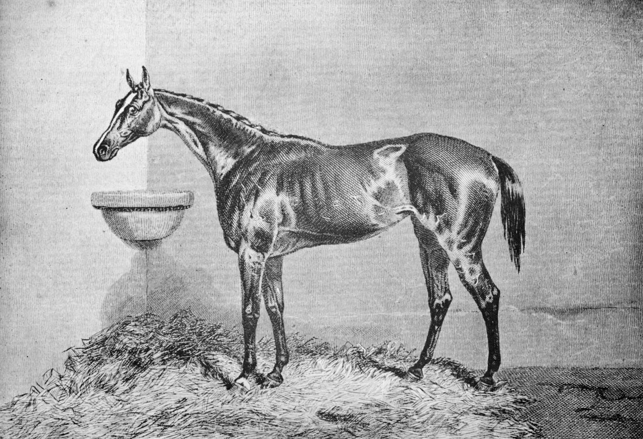 眨眼间Bonny，1854-1862年，1911年 作者 不明