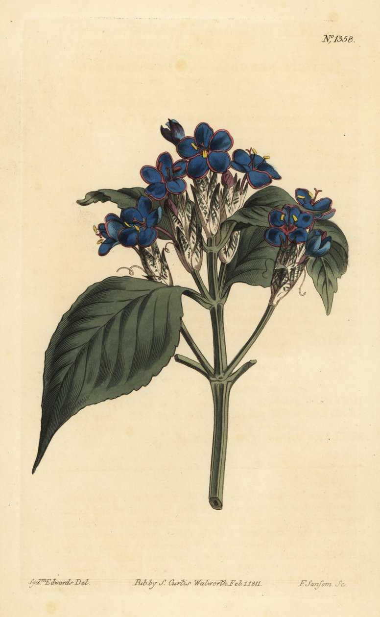 蓝鼠尾草，Eranthemum pulchellum（蓝花justicia，Justicia nervosa） 作者 不明