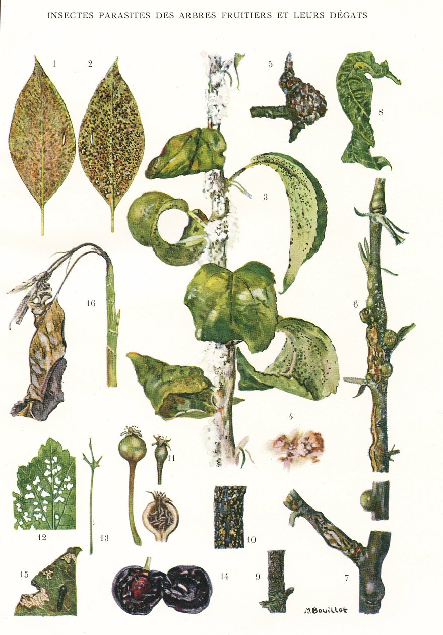 Botanical Board / Zipatso Zamitengo Yamitengo 作者 不明