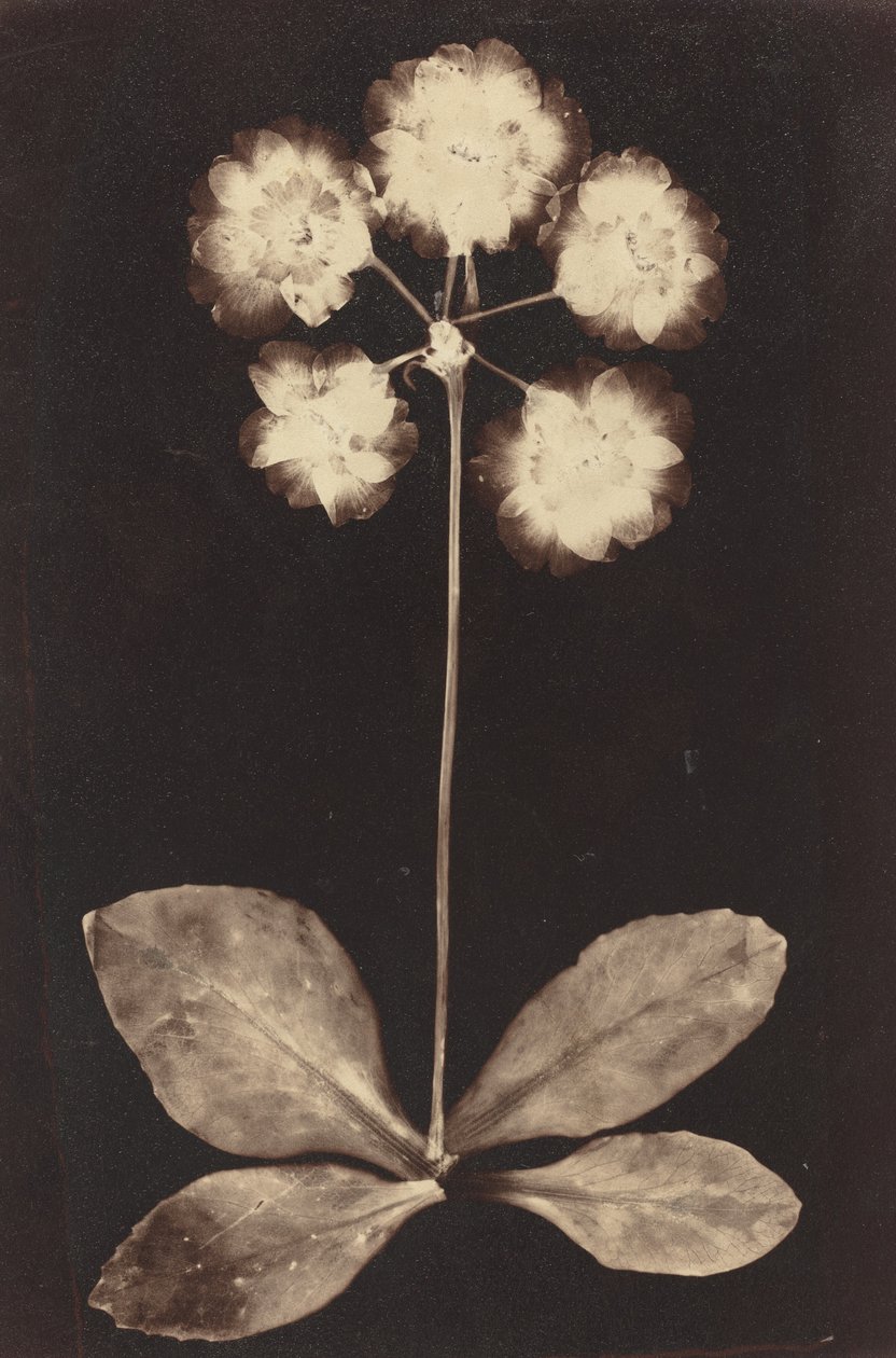 植物学摄影图，1860年代。 作者 不明