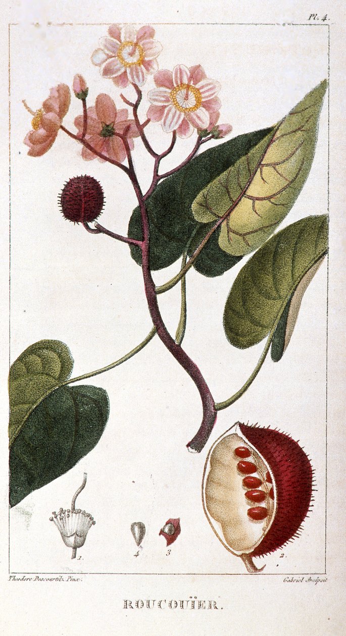 植物学委员会/Bixa orellana/Rocuyer 作者 不明