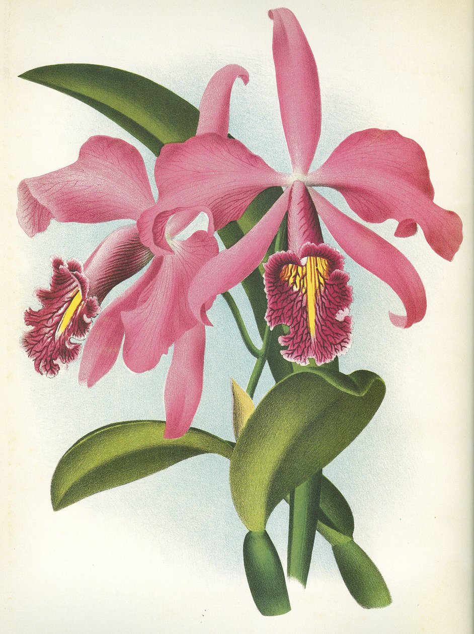 植物板/Cattleya maxima var. 作者 不明