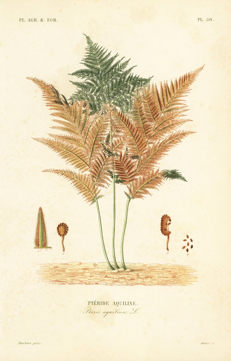 Bracken or common brake fern, Pteridium aquilinum, Pteris aquilina, Pteride aquiline 作者 不明