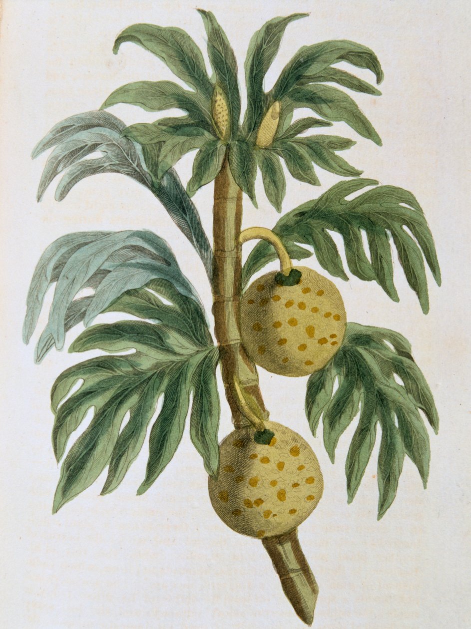 Breadfuit小波罗蜜削减，1823 作者 不明