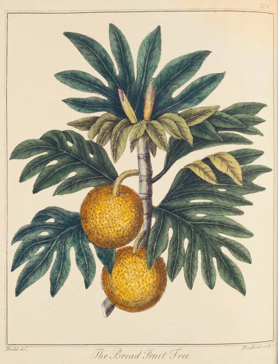 Breadfuit小波罗蜜切，c1798 作者 不明