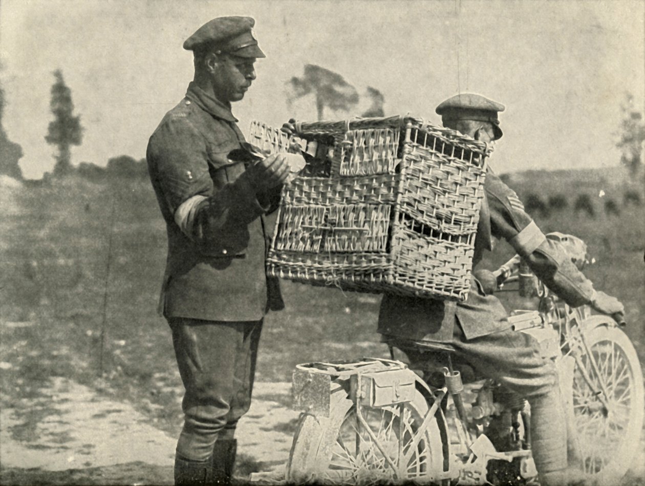 1919年在法国的英国陆军航空母鸽。 作者 不明