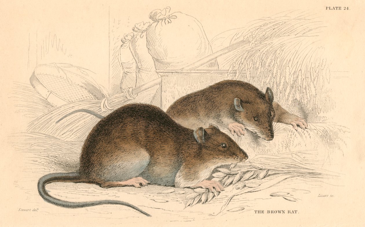 褐家鼠Rattus rattus，1828年 作者 不明