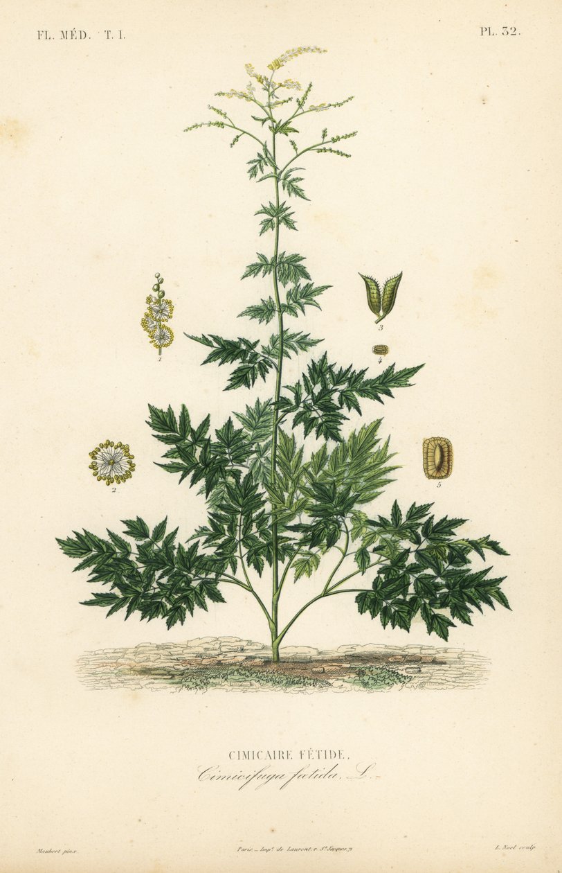 Bugbane 或升麻、Actaea cimicifuga、Cimicifuga foetida、Cimicaire fetide 作者 不明