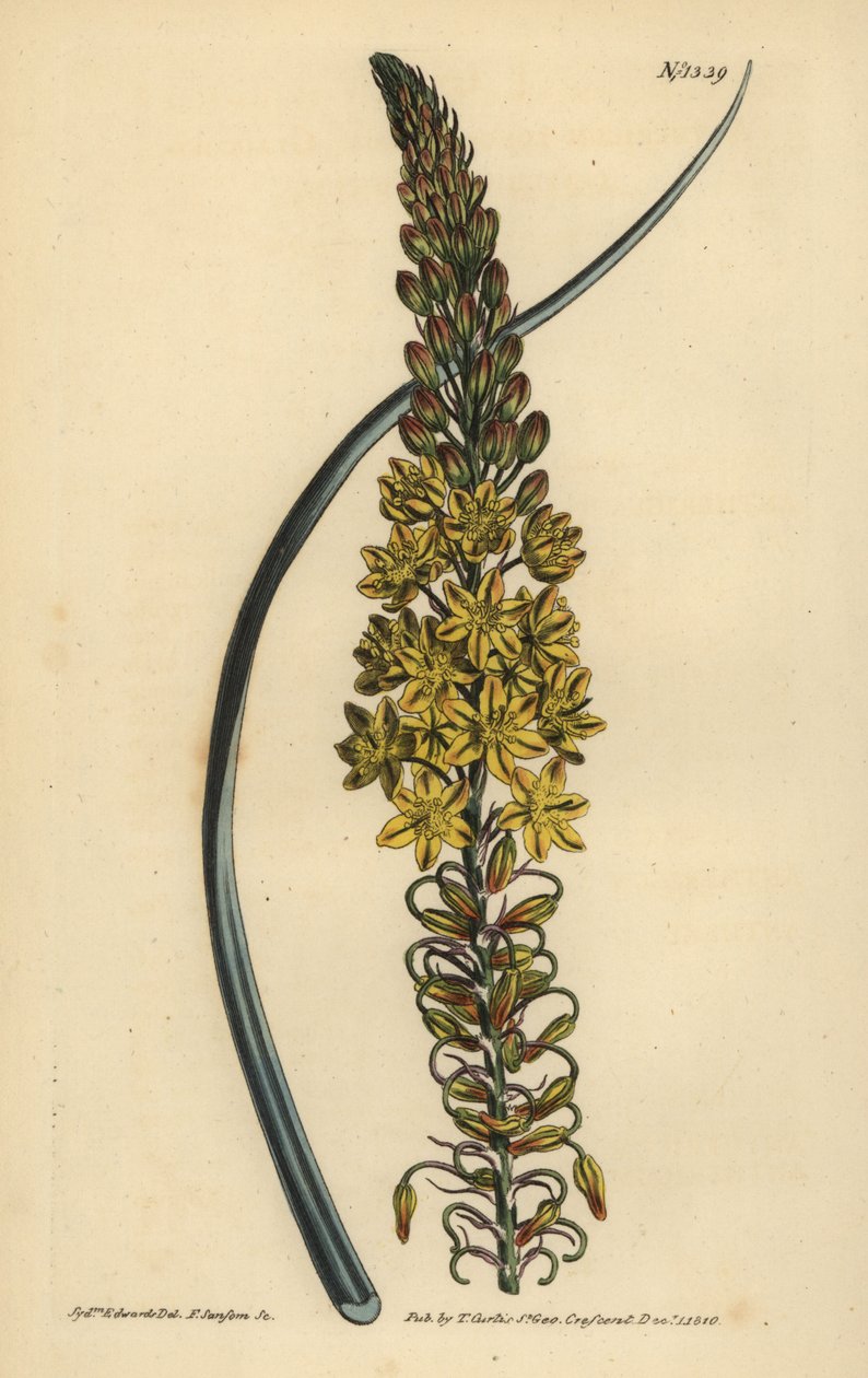 琉璃苣苔(Glaucous leaved anthericum, Anthericum longiscapum) 作者 不明
