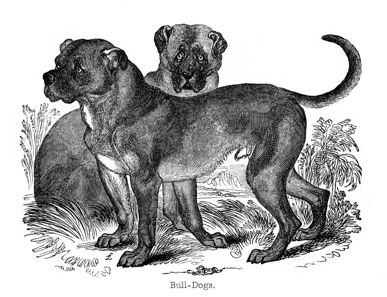 斗牛犬，1848年 作者 不明