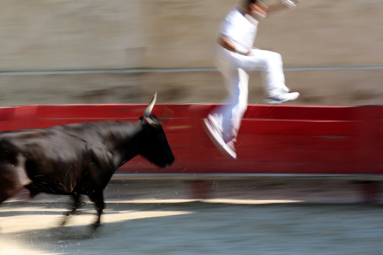 Bullfighting (Course camarguaise). A bloodless spectacle (for the bulls) in which the objective is to snatch a rosette from the head of a bull, Vallabregues, France 作者 不明