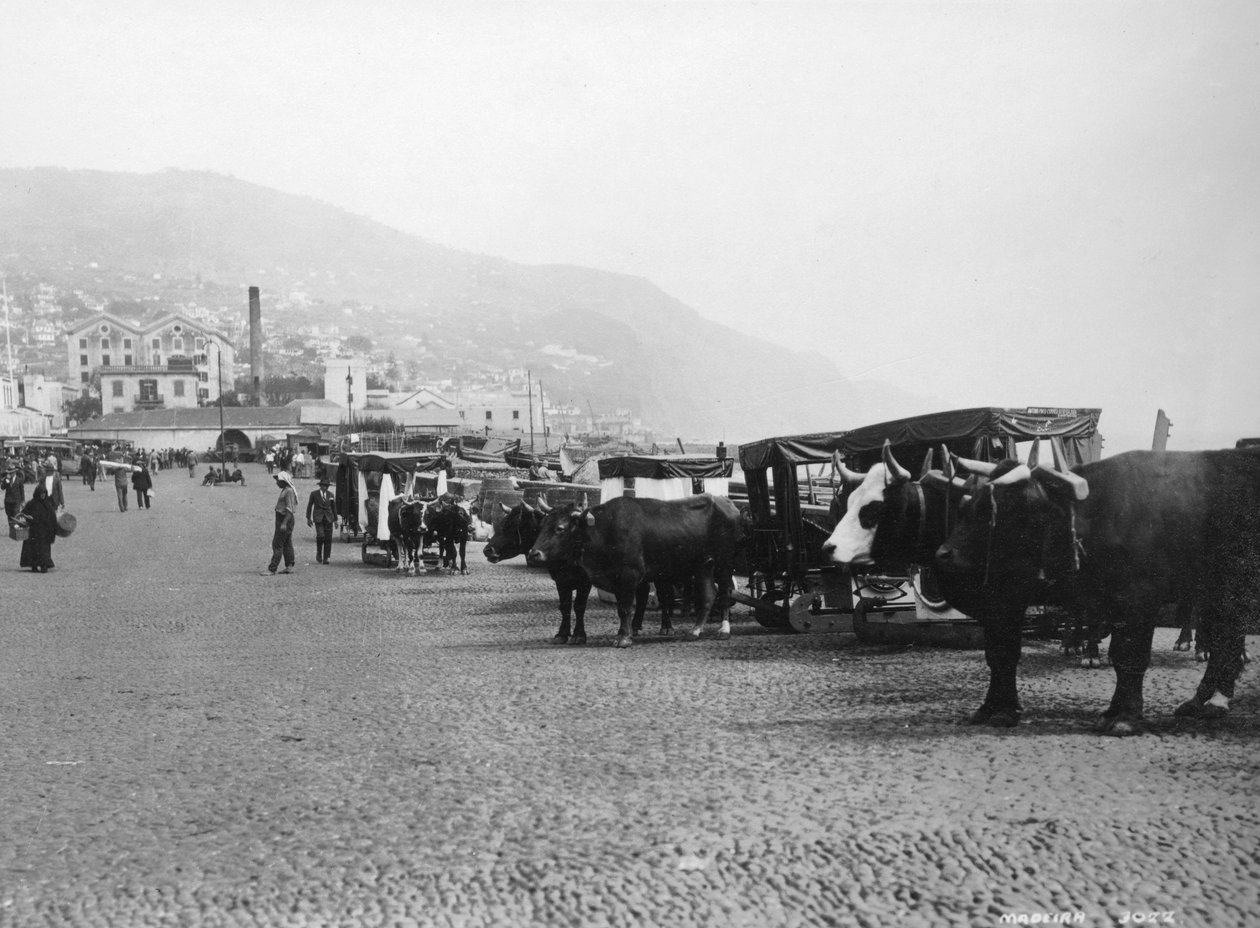 布洛克马车，葡萄牙马德拉岛，c1920s-c1930s 作者 不明