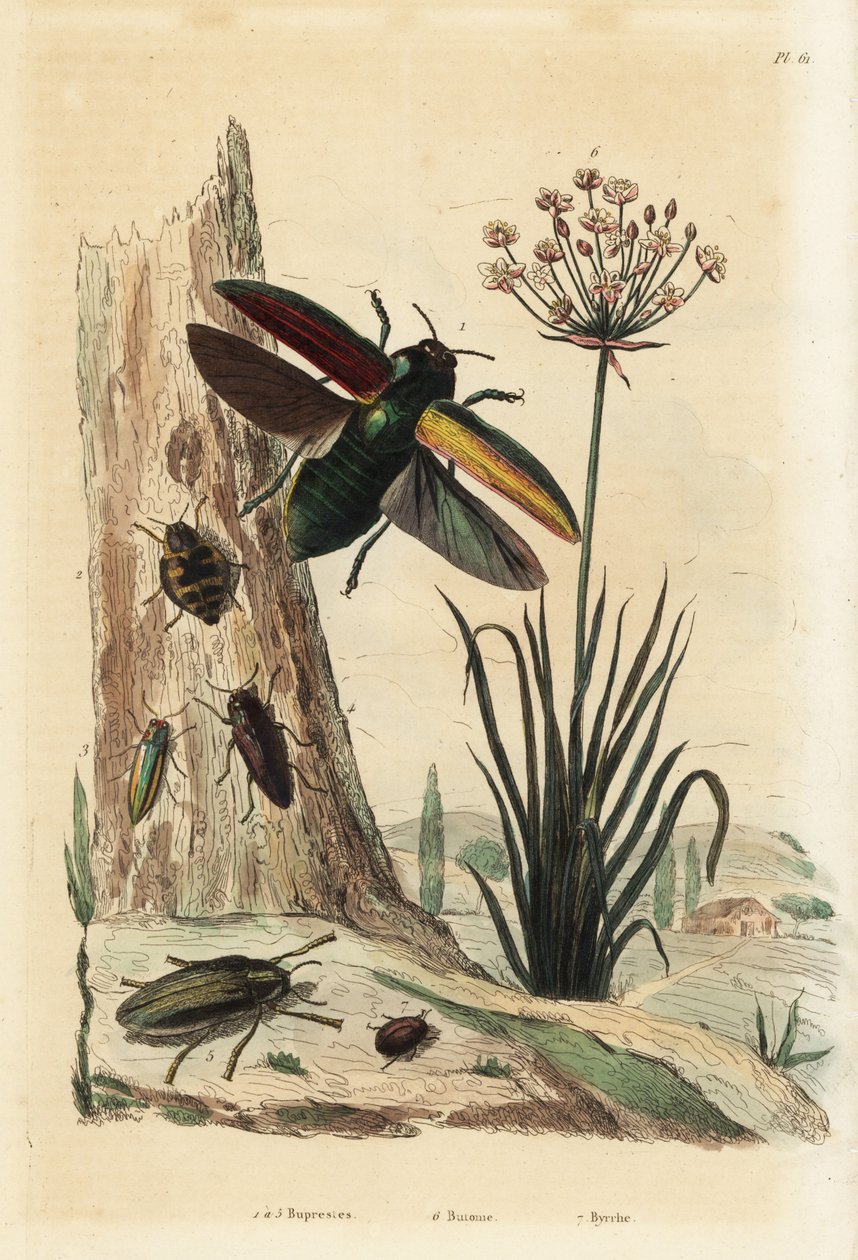Buprestis beetles 1-5, flowering rush, Butomus umbellatus 6, and pill beetle, Byrrhus pilula 7 作者 不明