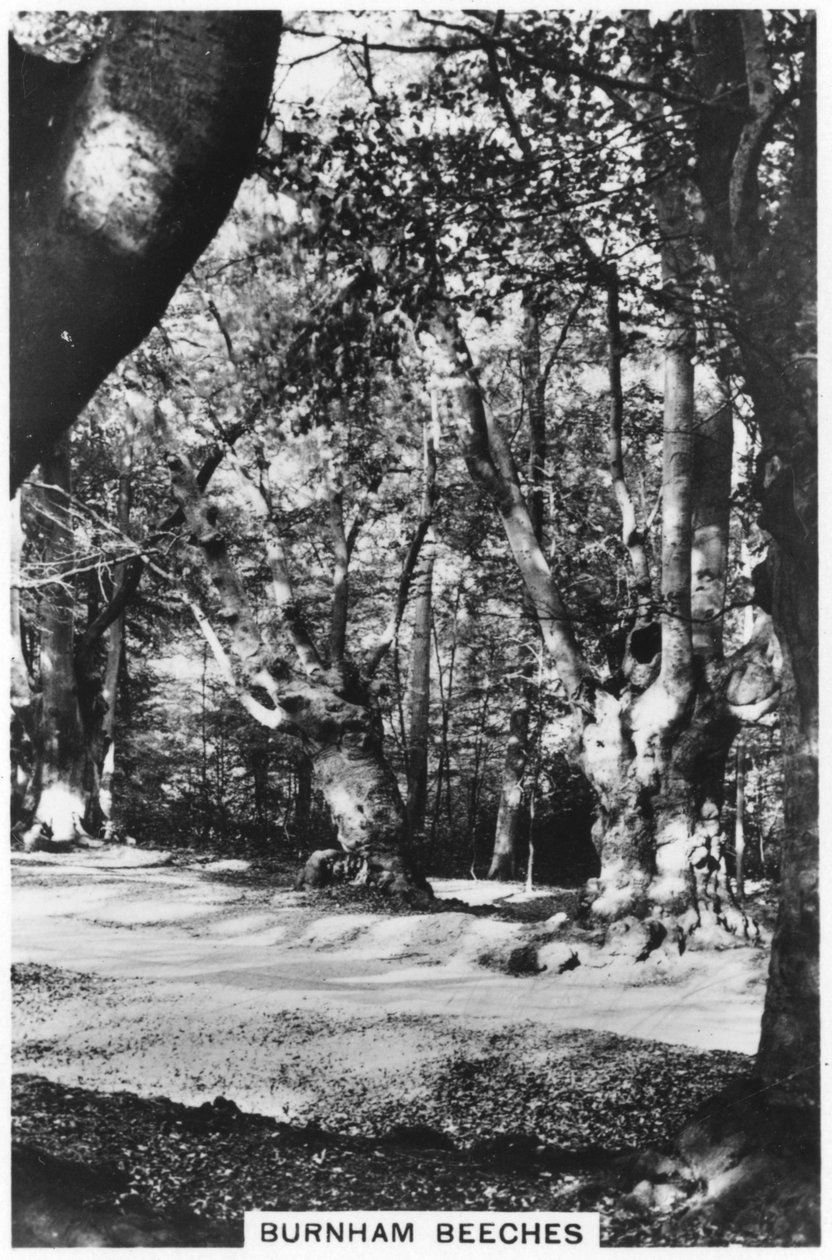 Burnham Beeches，白金汉郡，1937年 作者 不明