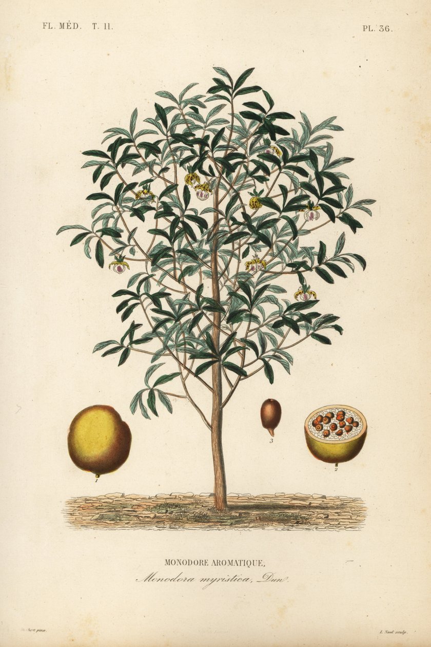 炉甘石肉豆蔻，肉豆蔻（Monodora myristica）, Monodore aromatique 作者 不明