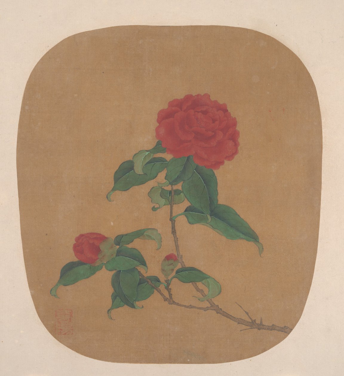 山茶花。 作者 不明