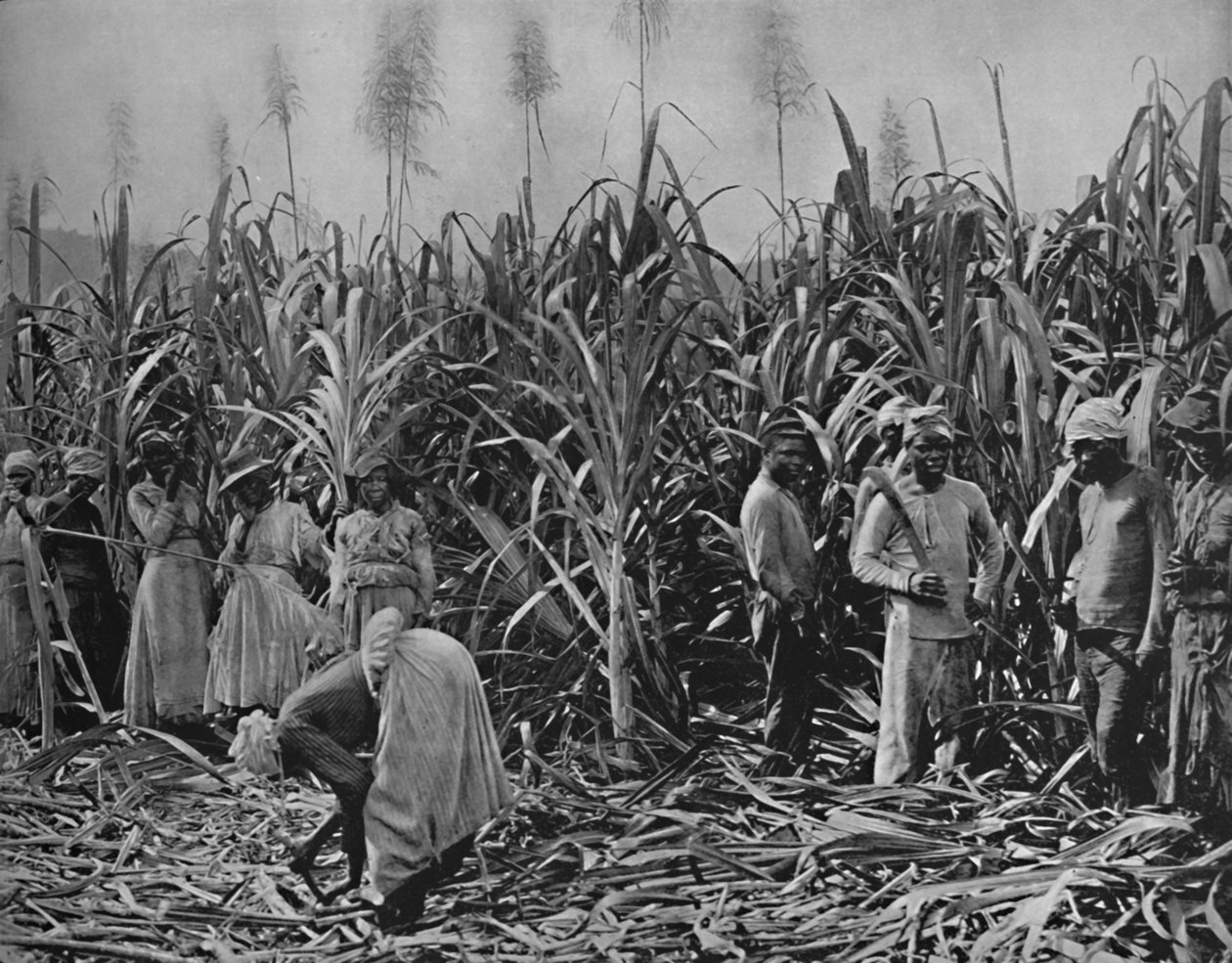 1891年牙买加的甘蔗剪 作者 不明