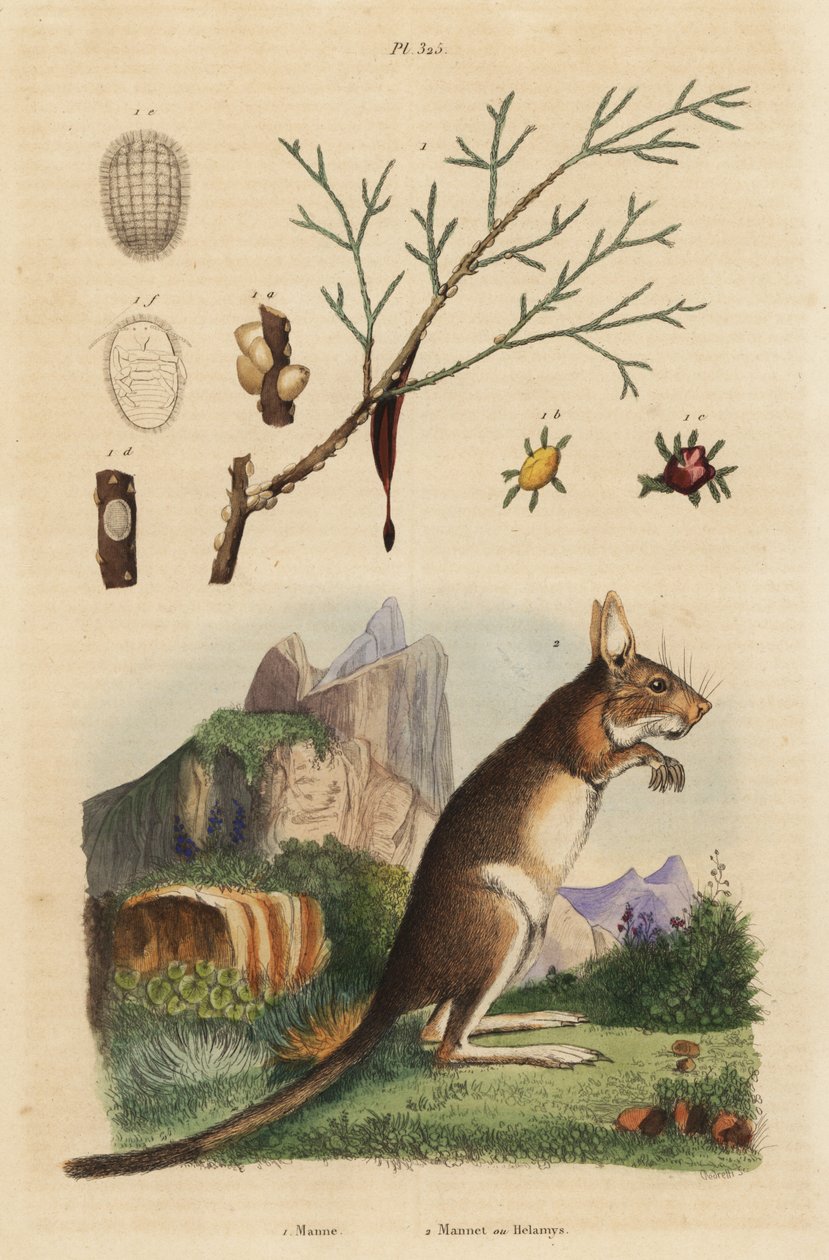 Cape hare, Lepus capensis 2, and manna ash, Fraxinus ornus 1 作者 不明