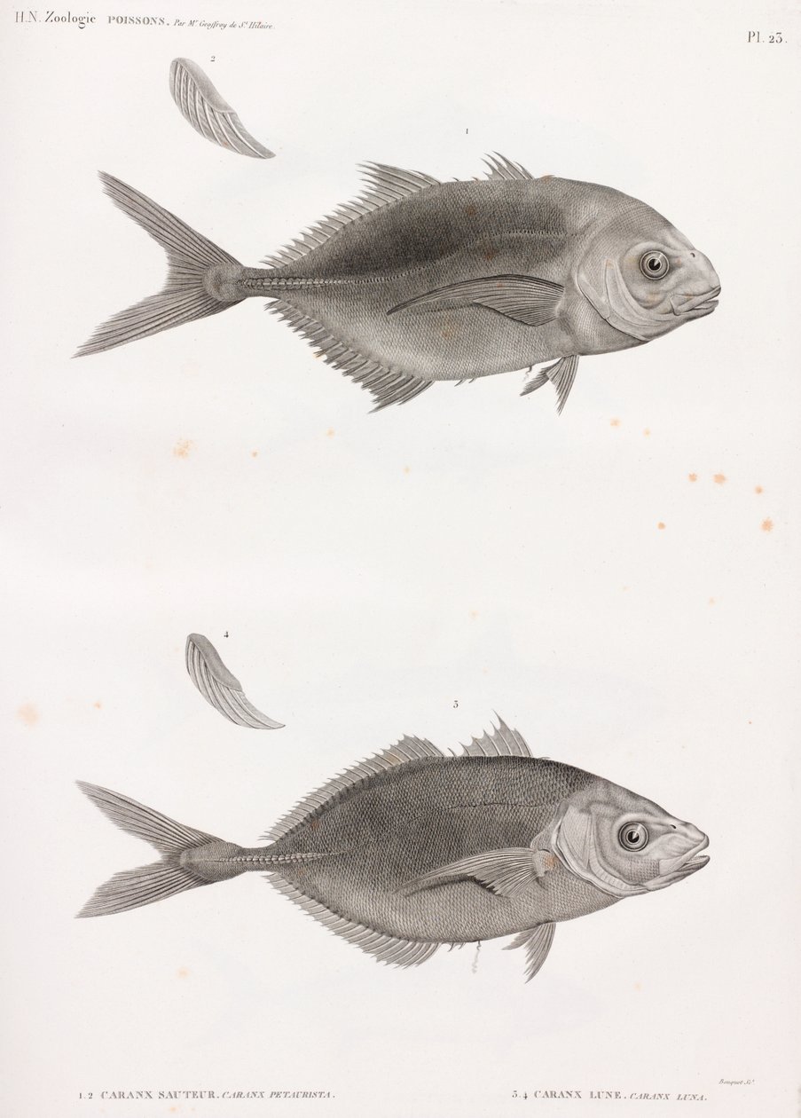 Caranx Sauteur 和 Caranx Lune 作者 不明