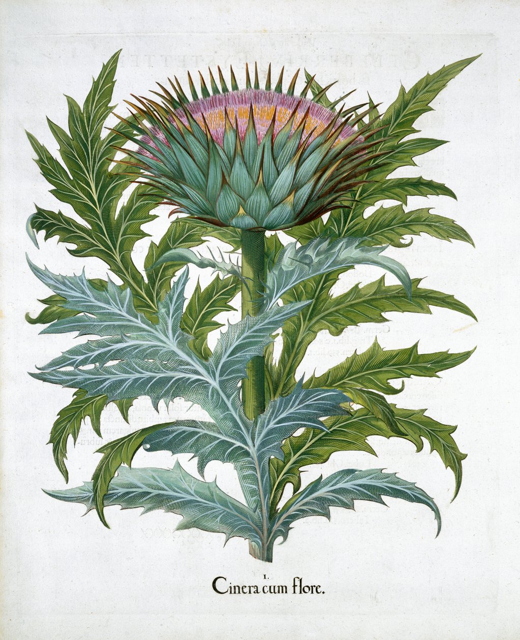 Cardoon, 1613 作者 不明