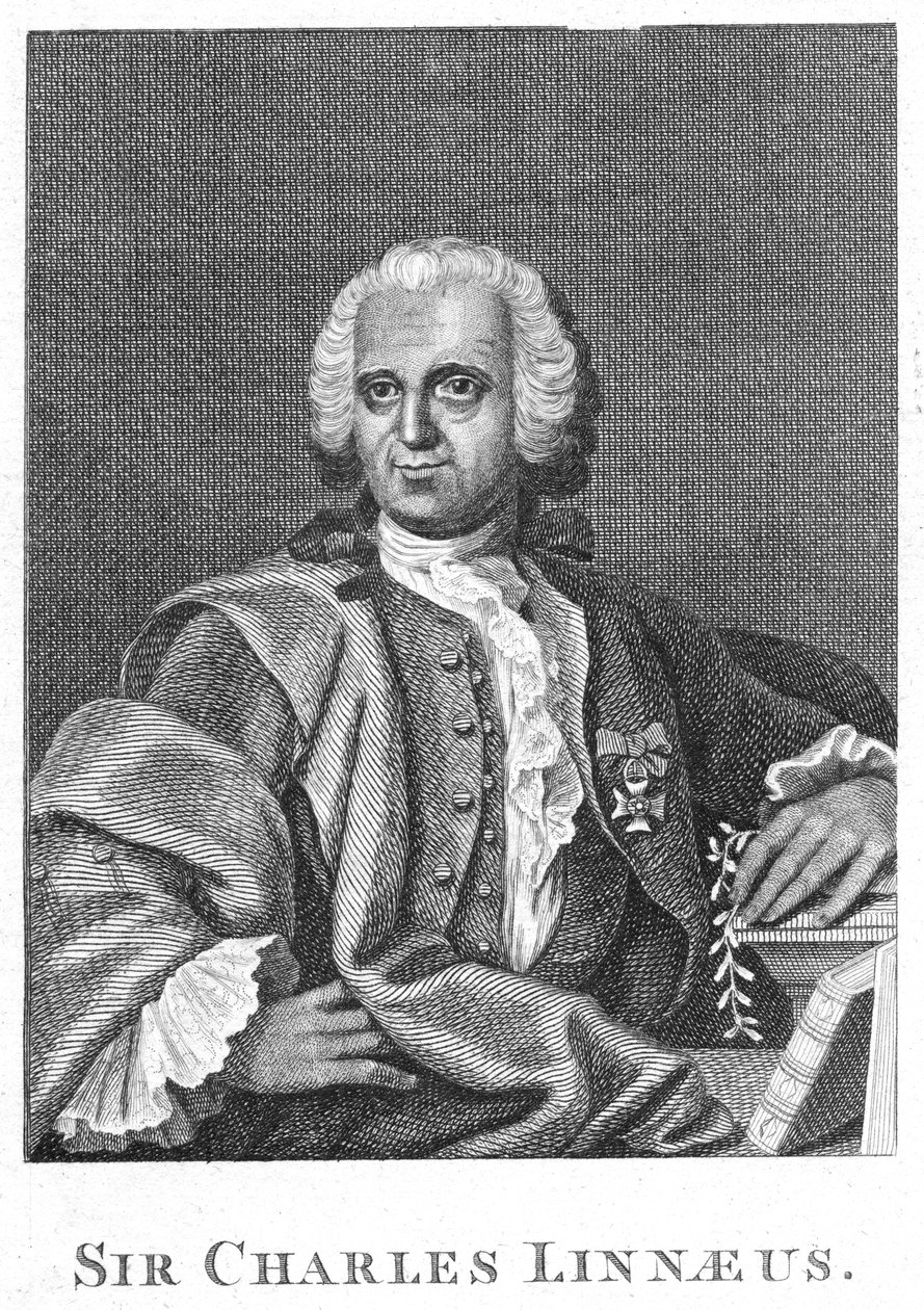Carolus Linnaeus，18世纪瑞典博物学家 作者 不明