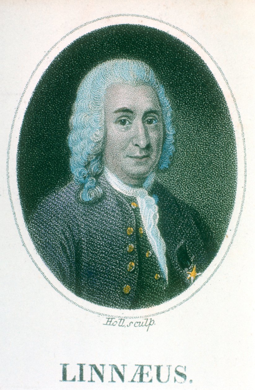 Carolus Linnaeus，18世纪瑞典博物学家，19世纪初 作者 不明