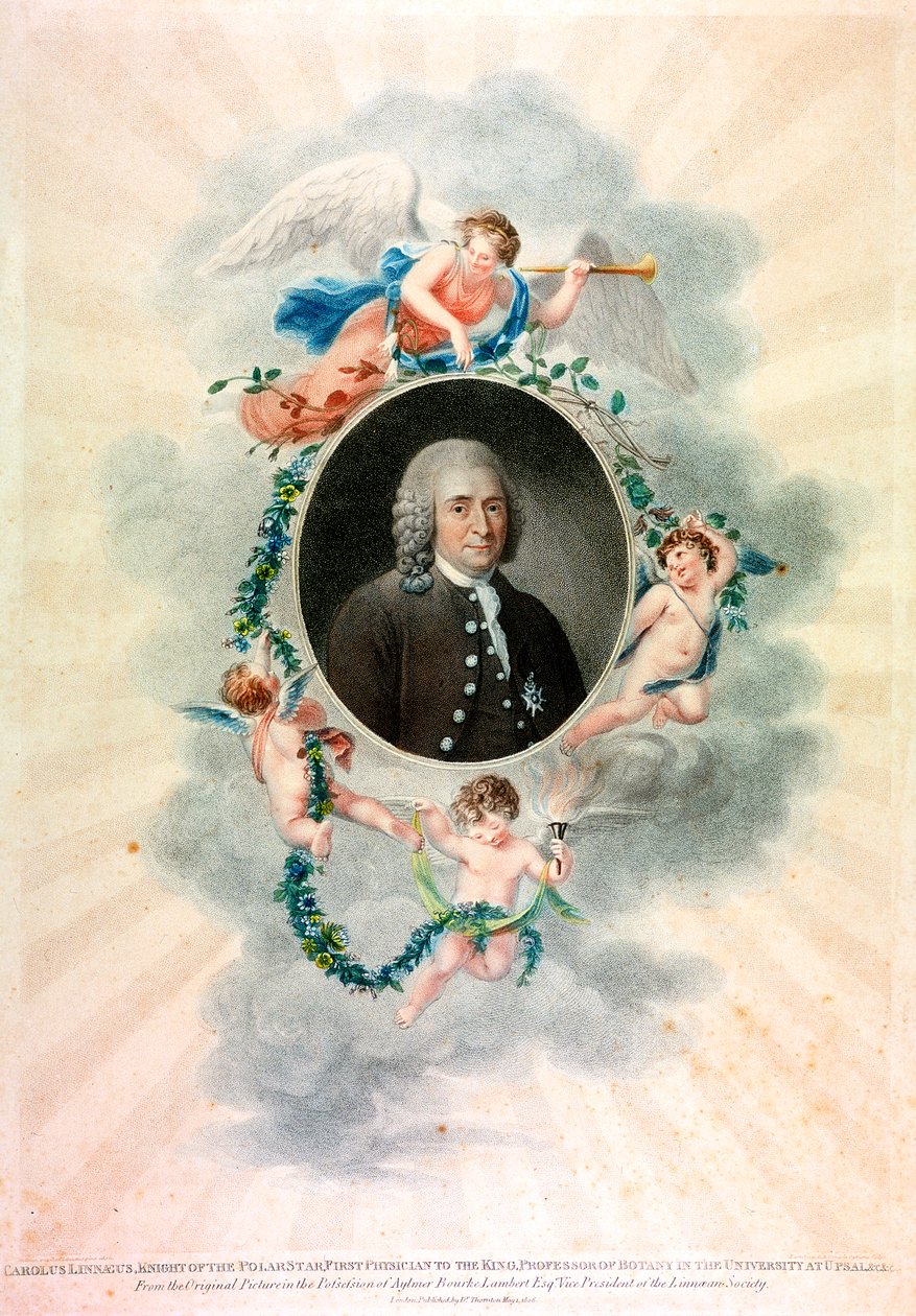 Carolus Linnaeus，瑞典博物学家和医师，1807年 作者 不明