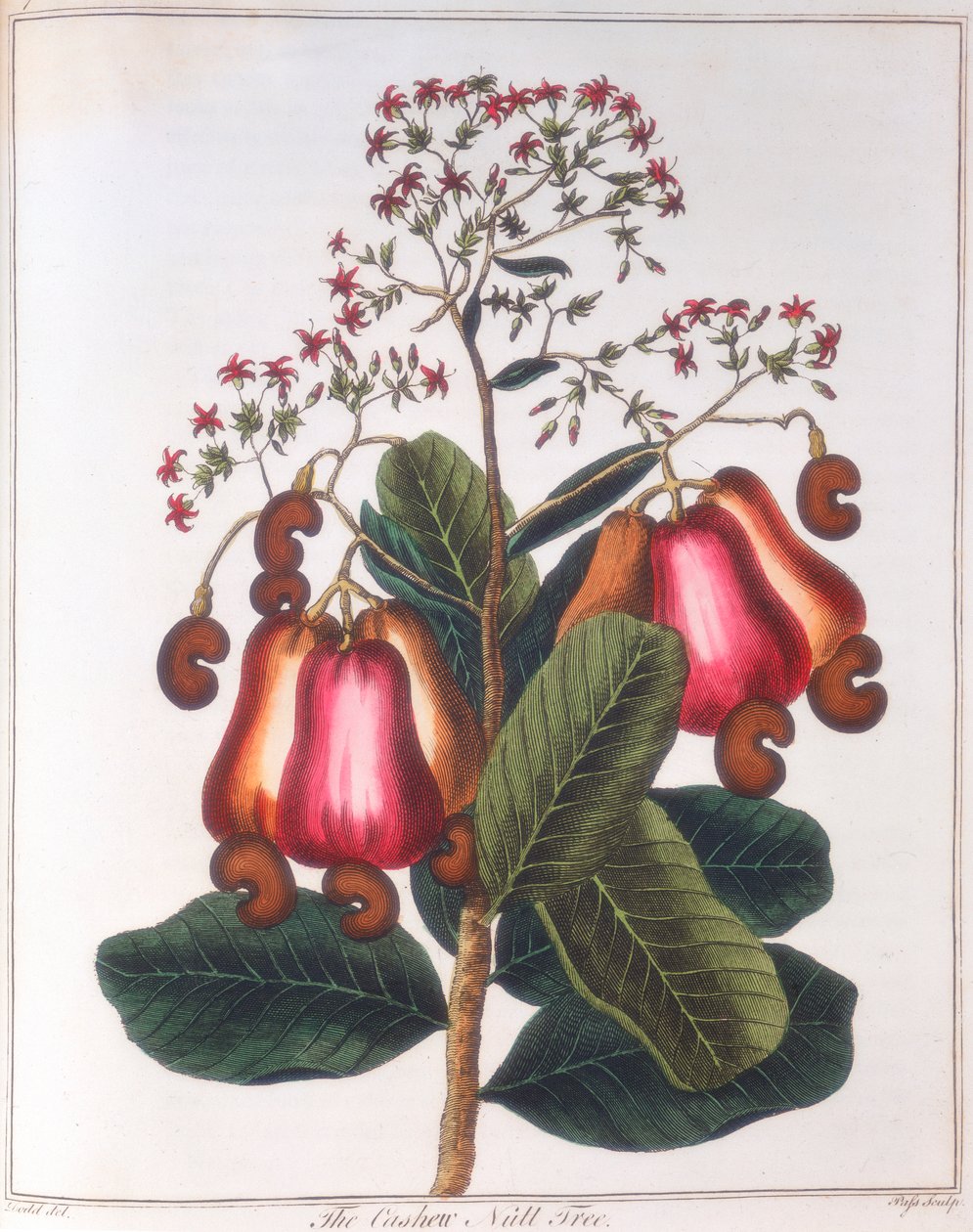 腰果-西洋参，c1798 作者 不明