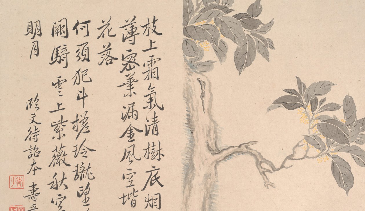决明子树。 作者 不明