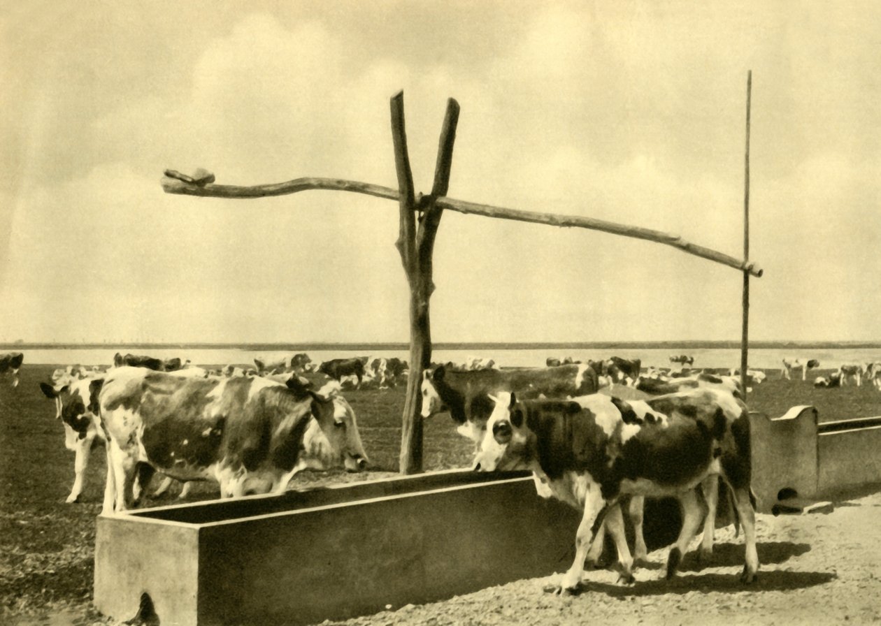 饮水槽中的牛，奥地利布尔根兰州，约摄于1935年。 作者 不明