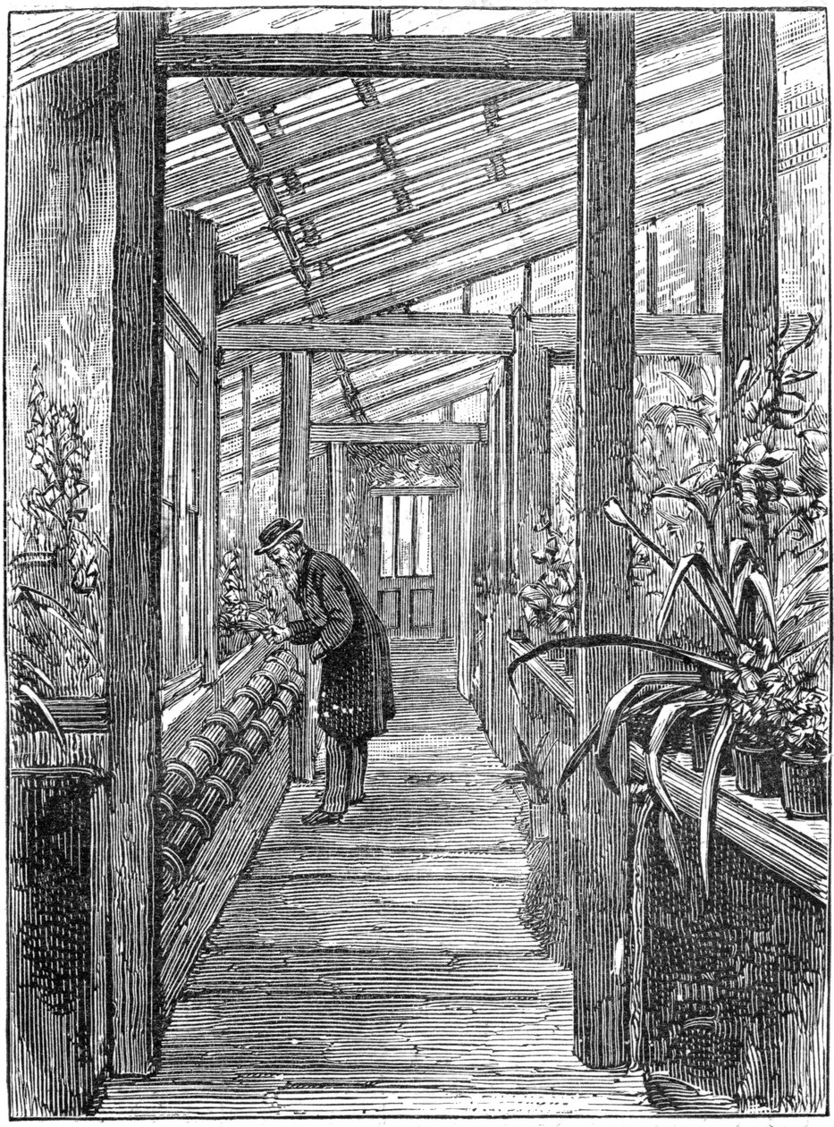 英国自然学家查尔斯·达尔文（Charles Darwin）1809-1882在他的温室中 作者 不明