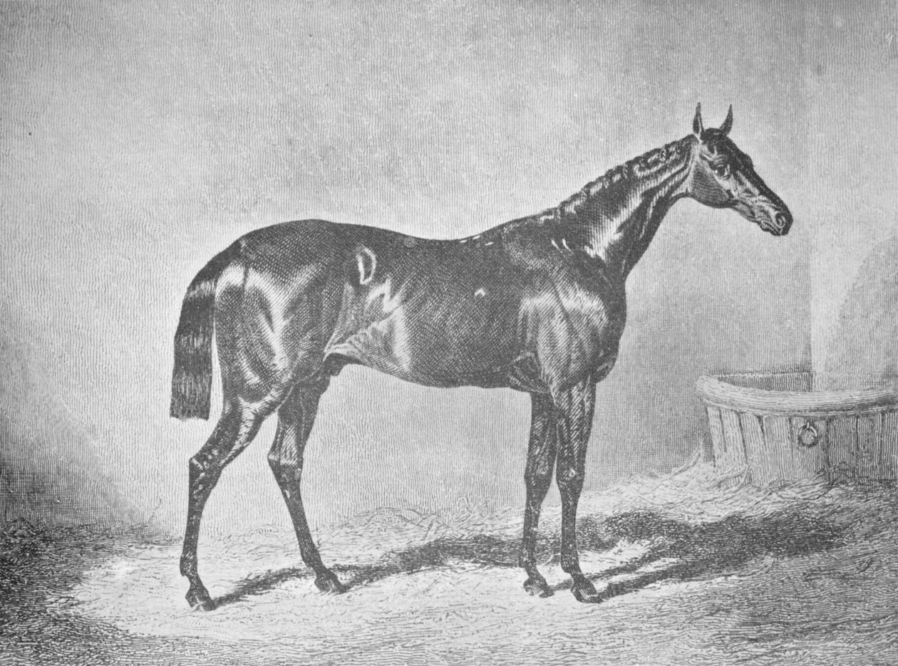 查尔斯十二世（Charles XII），1911年圣莱杰（St. Leger）获胜者 作者 不明