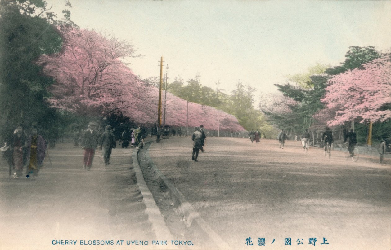 东京上野公园樱花，c1910 作者 不明