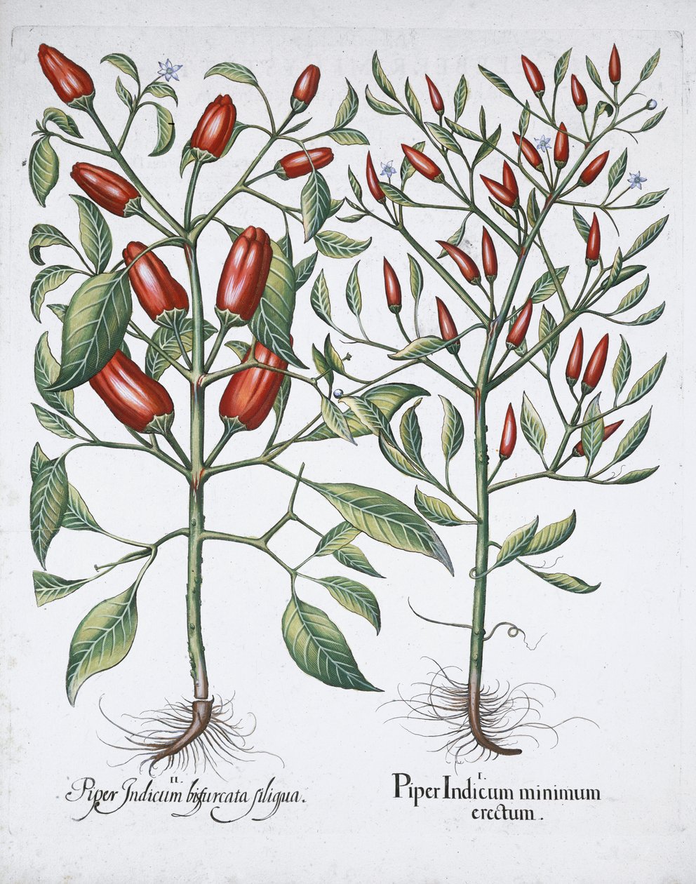 辣椒植物, 1613 作者 不明
