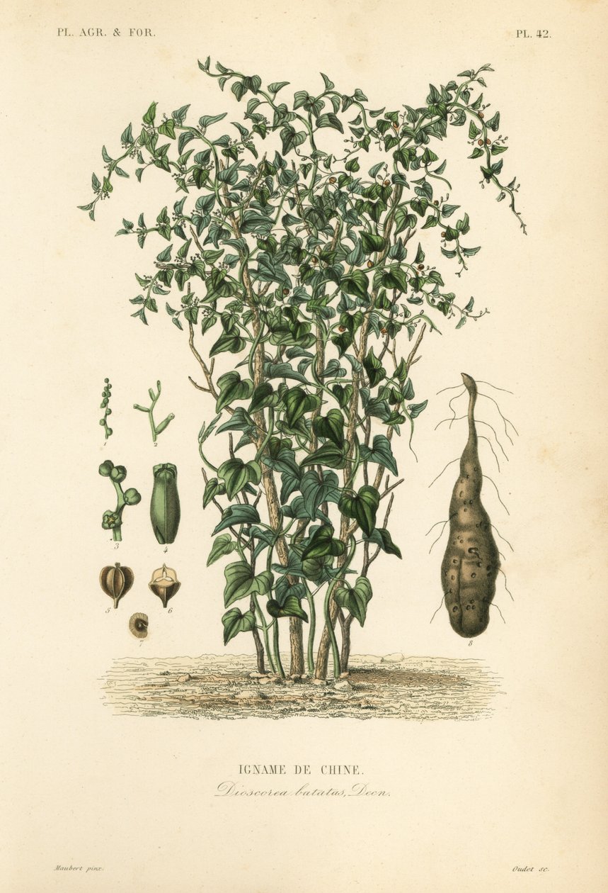 中国山药或桂圆，Dioscorea polystachya, Dioscorea batatas, Igname de Chine 作者 不明