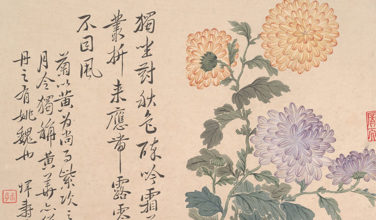 菊花 作者 不明