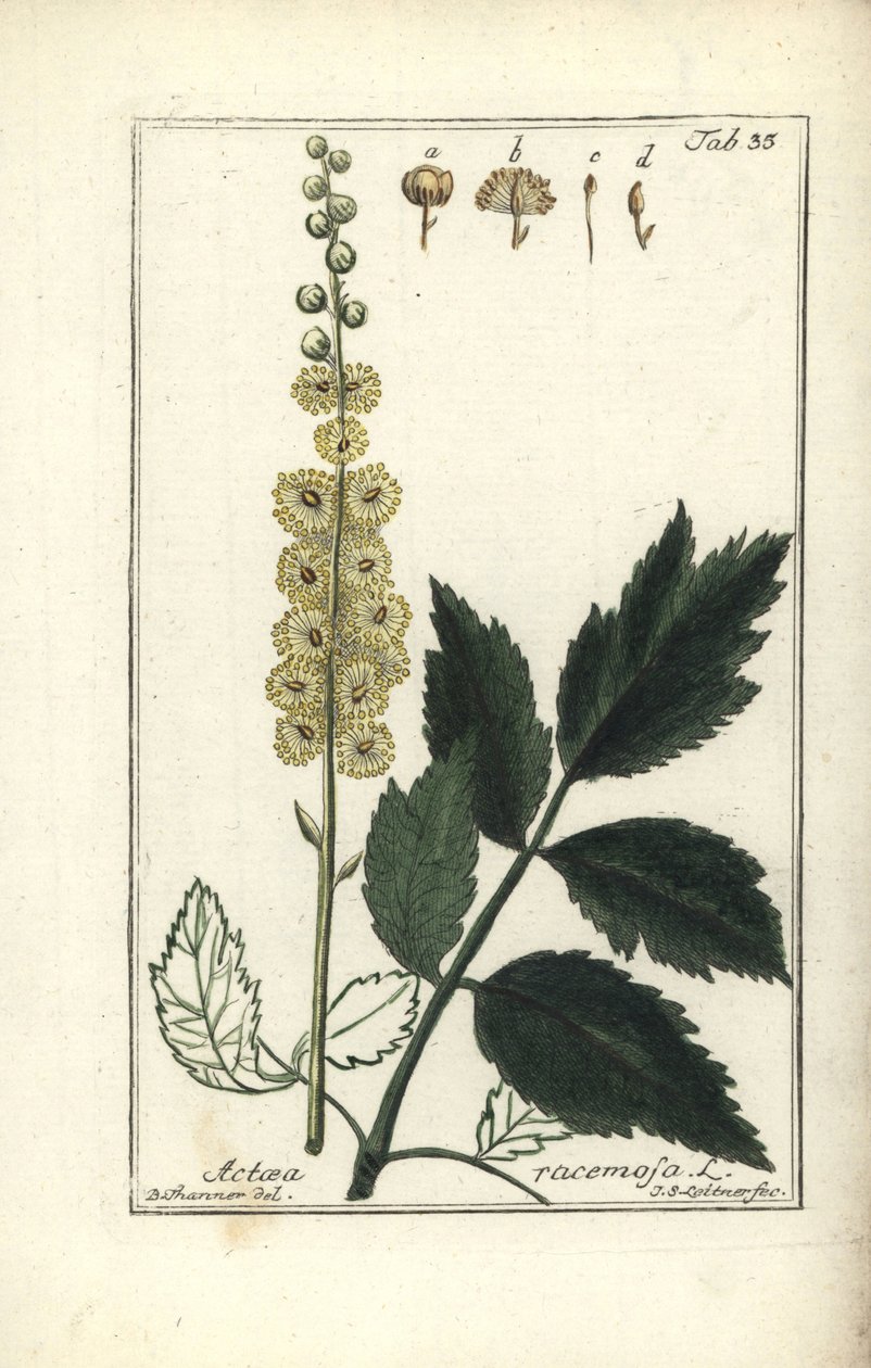 Cimicifuga Cimicifuga racemosa or Black cohosh, Actaea racemosa (actee a grappe) 作者 不明