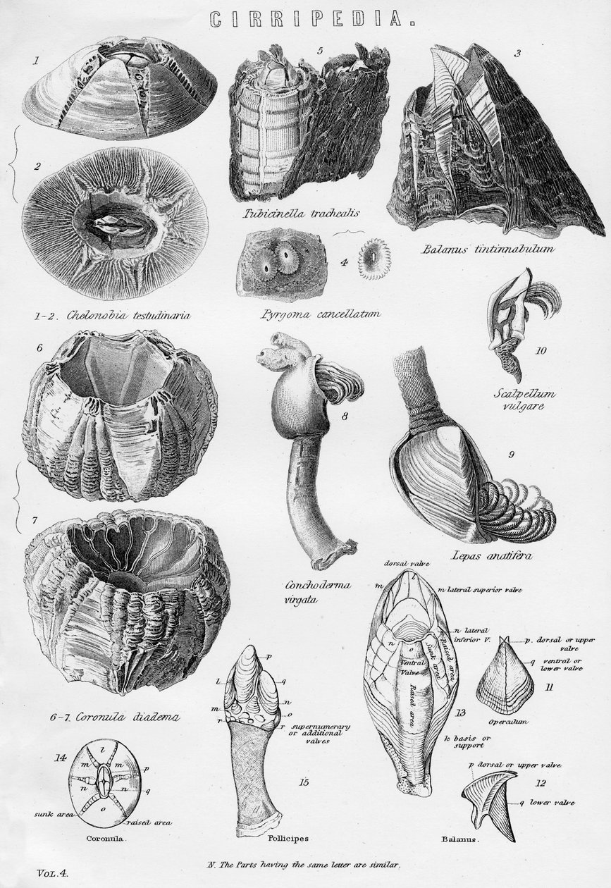 Cirripedia，19世纪 作者 不明