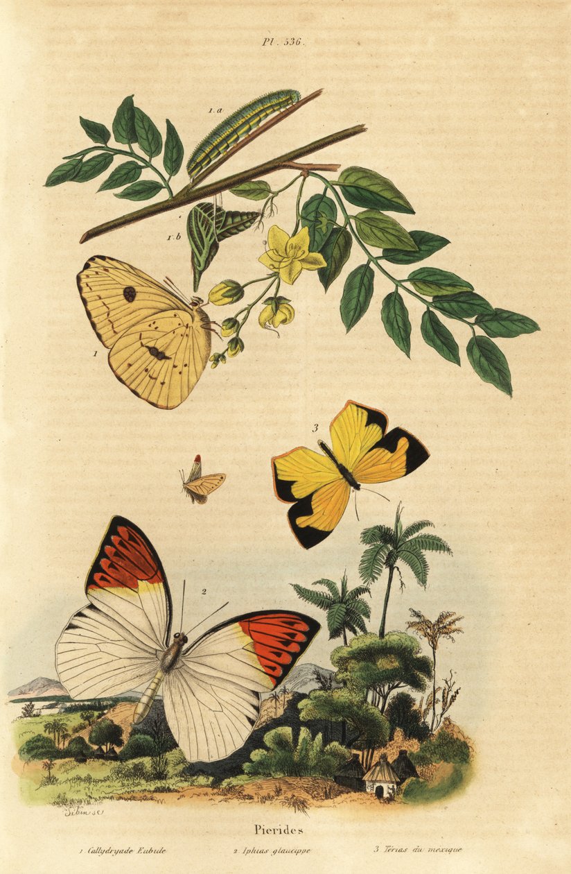 无云硫磺、Phoebis sennae 1、大橙尖、Hebomoia glaucippe 2 和墨西哥黄、Eurema mexicana 3 作者 不明