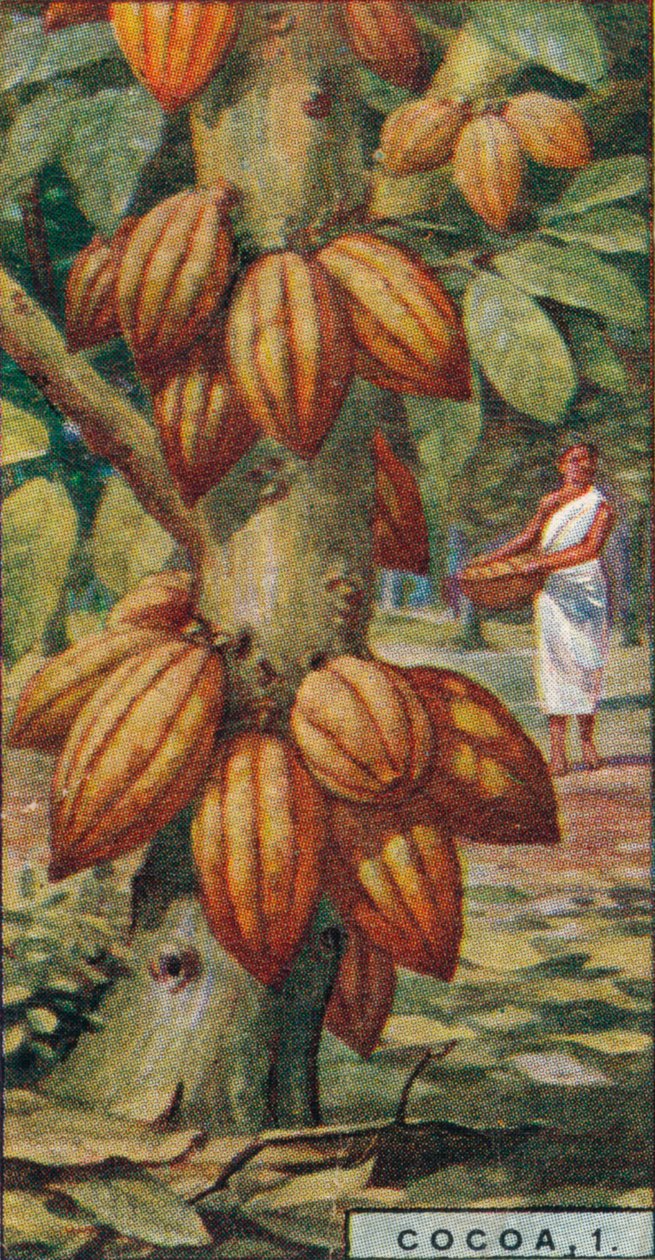 1.可可粉-可可树，特立尼达，1928年 作者 不明