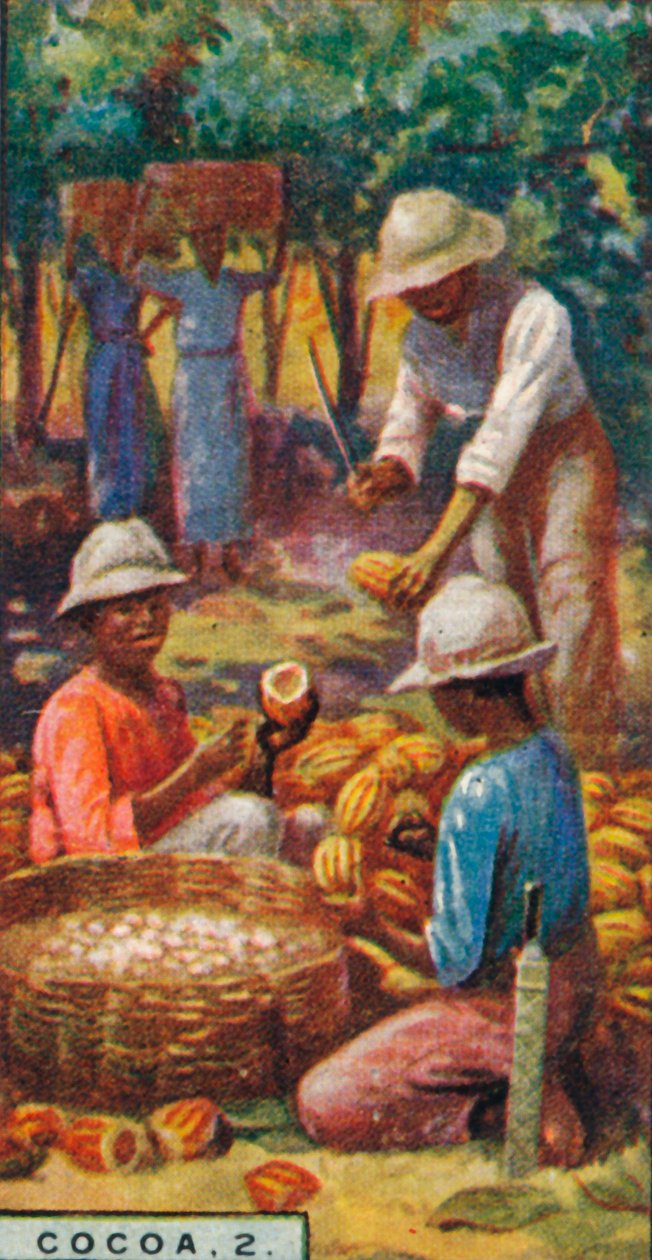 可可，2。-打开豆荚，特立尼达，1928年 作者 不明