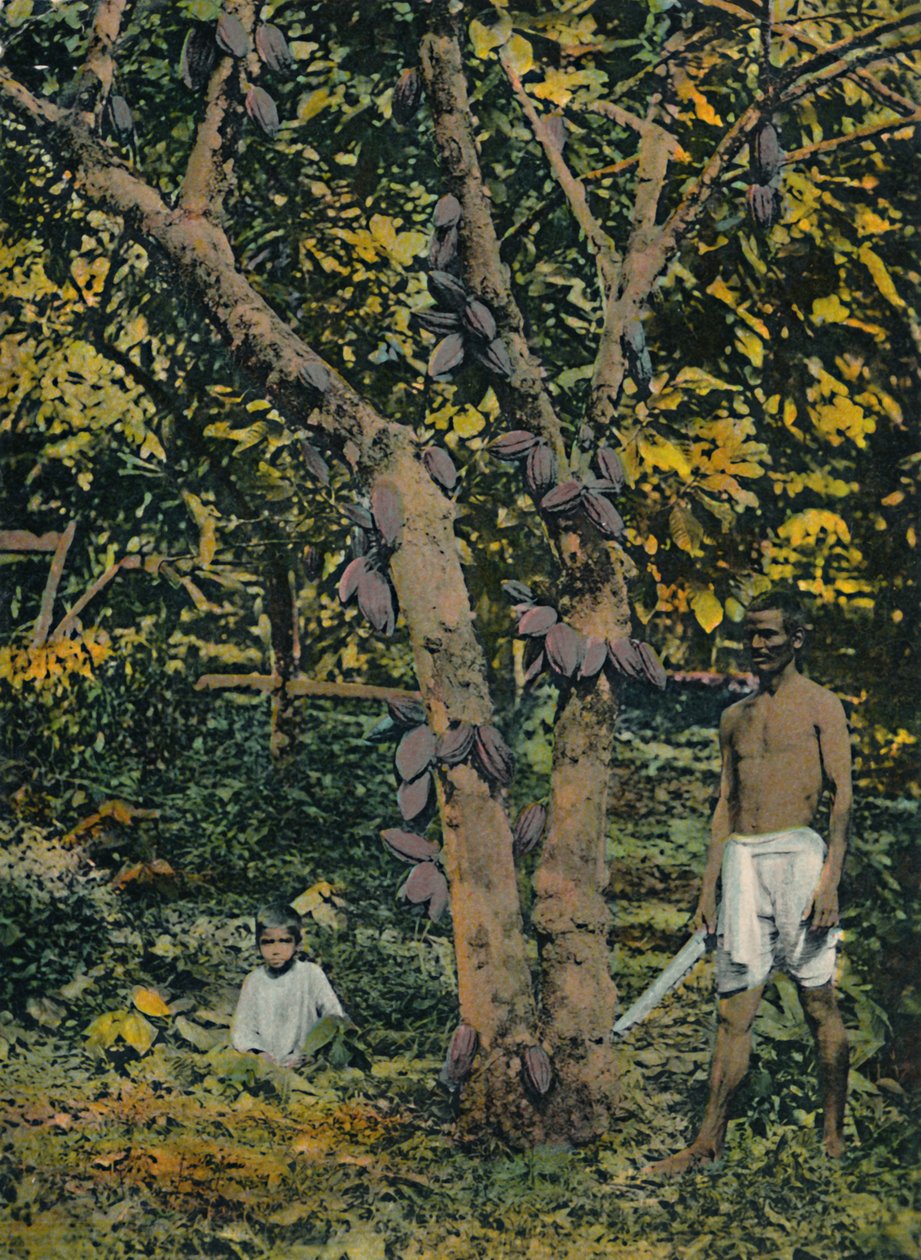 千斤顶可可豆，特立尼达和多巴哥，c1914。 作者 不明
