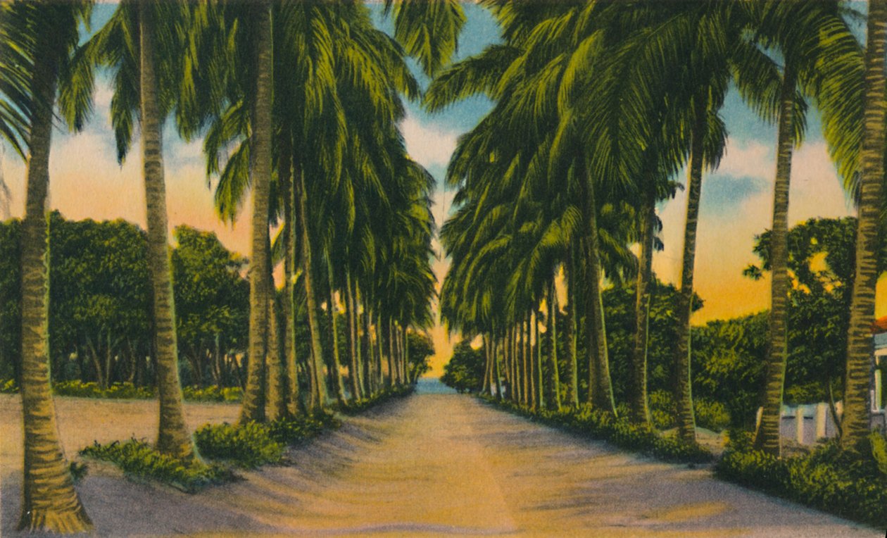 椰子大道，巴兰基亚，c1940年代， 作者 不明