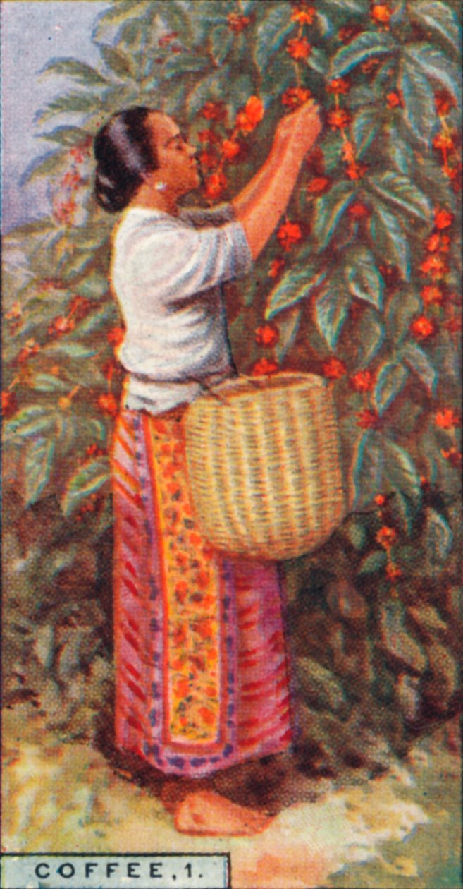 咖啡，1。-收集浆果，东印度群岛，1928年 作者 不明