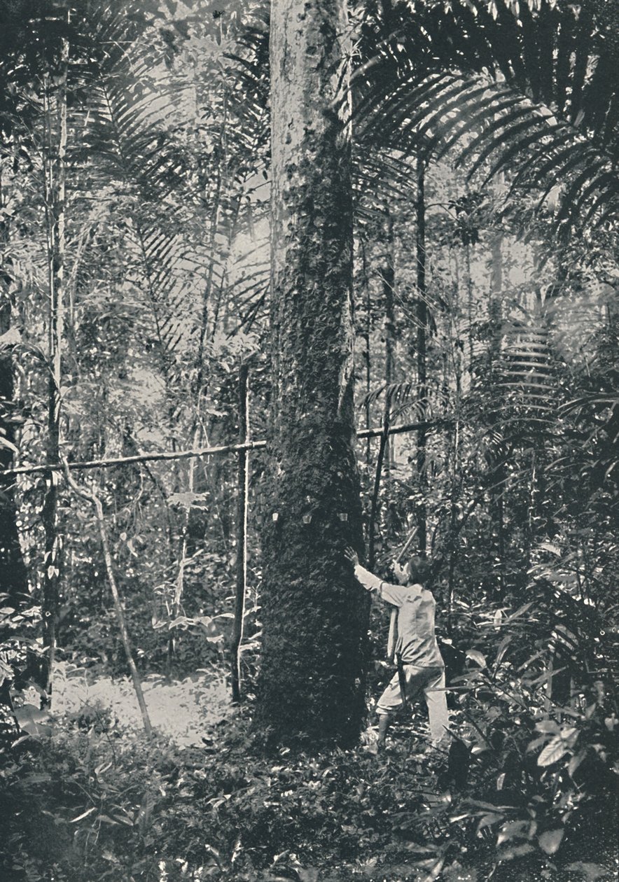 收集橡胶，1916年 作者 不明